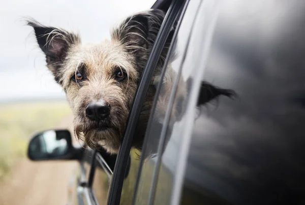 旅行者の犬は車の窓から外を見る. — ストック写真