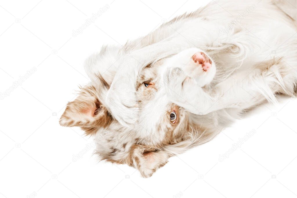breed border collie dog lying on white background, closes the face and paw peeking one eye color, funny face.