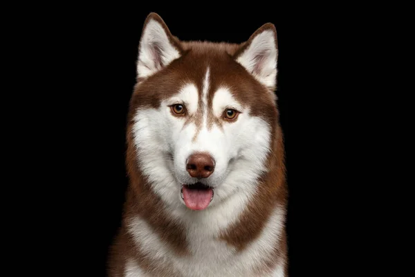Retrato de cão Husky siberiano em fundo preto isolado — Fotografia de Stock