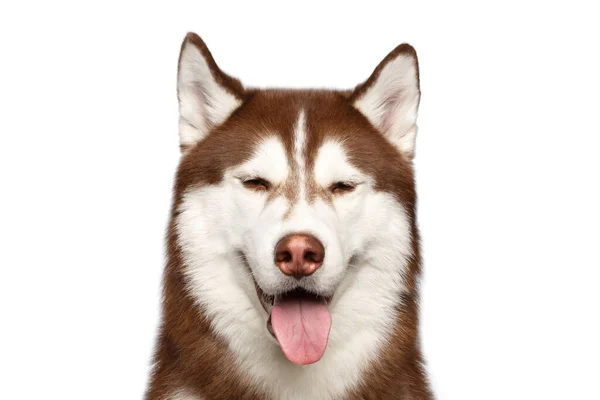 Portrét sibiřského husky psa na bílém pozadí — Stock fotografie
