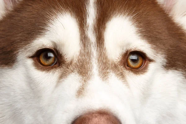 Porträtt av sibiriska Husky Dog på vit bakgrund — Stockfoto