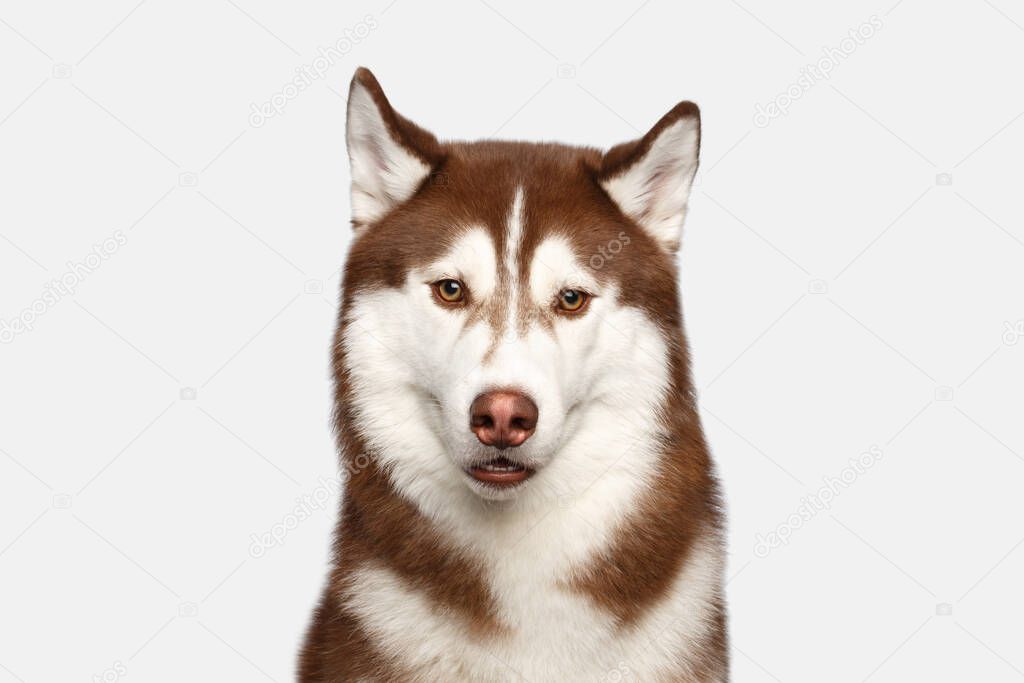 Portrait of Siberian Husky Dog on White Background