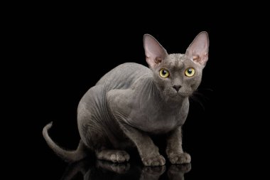 İzole edilmiş siyah arkaplanda Gri Sphynx Kedisi