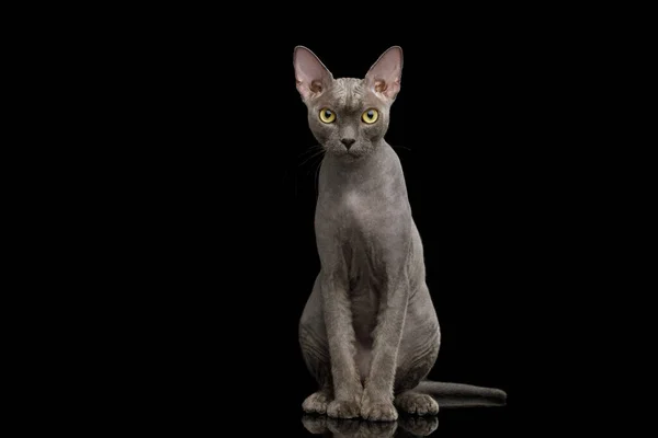 Graue Sphynx Cat auf isoliertem schwarzen Hintergrund — Stockfoto