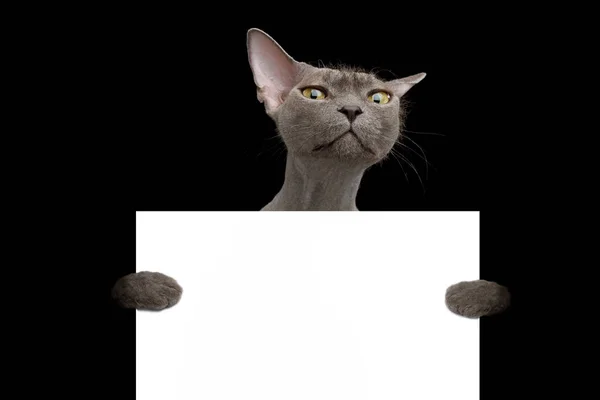 Cinza Esfinge Gato no fundo preto isolado — Fotografia de Stock