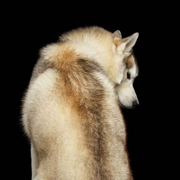 Siberian Husky Dog Sitting from back view, Looks like wolf on Isolated Black Background