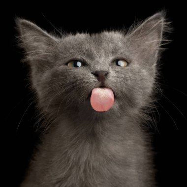 Gray Kitten on Black Background clipart