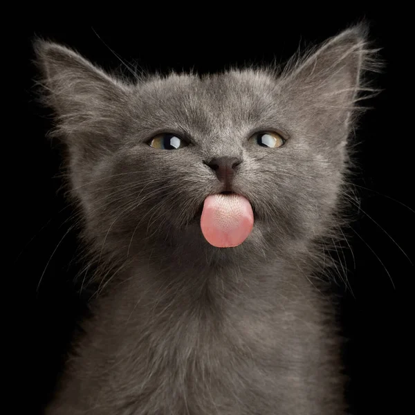 黒を基調としたグレーの子猫 ロイヤリティフリーのストック写真