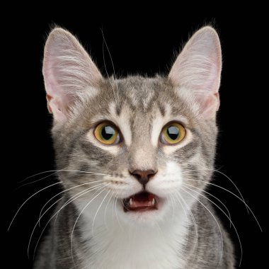 Siyah Arkaplanda Gri Tekir Kedicik