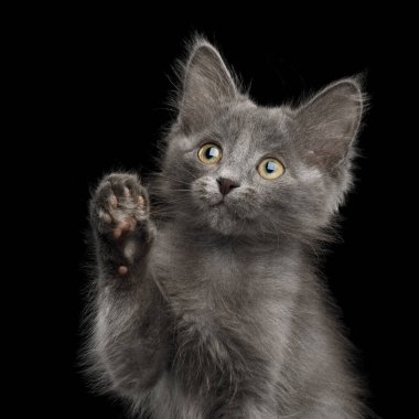 Gri Kedi 'nin yakın plan portresi, Kara Arkaplan' a bakıyor ve patilerini kaldırıyor.