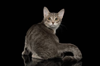 Cray Tabby Kedisi Kara Arkaplanda kırık bir kuyrukla geri döndü