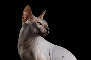İzole edilmiş siyah arkaplanda Sphynx Kedisi