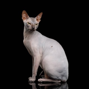 İzole edilmiş siyah arkaplanda Sphynx Kedisi