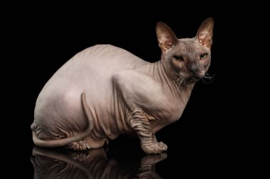 Türünün kedisi Sphynx Kara Arkaplanda izole edildi