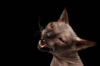 Türünün kedisi Sphynx Kara Arkaplanda izole edildi