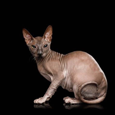 İzole edilmiş siyah arkaplanda Sphynx Kedisi