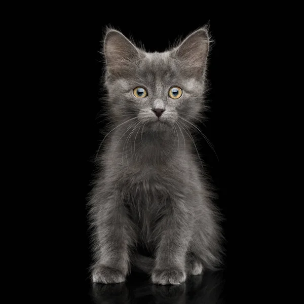 Gray Kitten Sitting Looking Amazement Camera Isolated Black Background Front — Stock Photo, Image