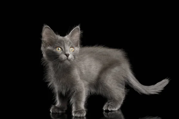 Cute Gray Kotek Stojący Patrząc Górę Odizolowanym Czarnym Tle — Zdjęcie stockowe