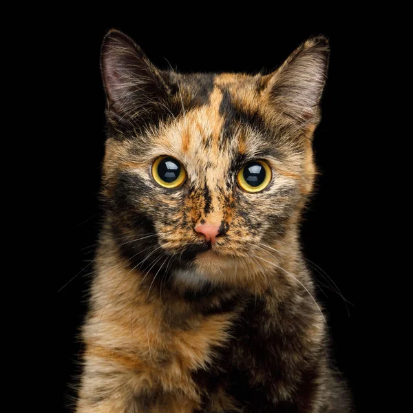 Cute Portrait Tortoise Cat Huge Yellow Eyes Isolated Black Background — Stock Photo, Image