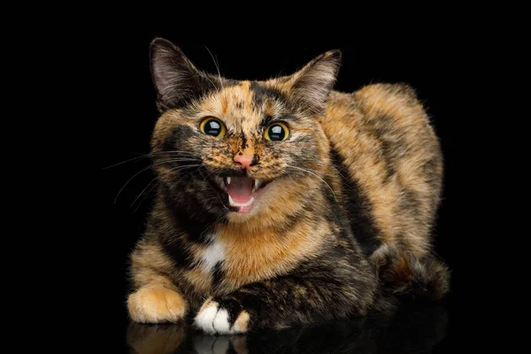 Gato Tartaruga Bonito Moewing Deitado Fundo Preto Isolado Com Reflexão — Fotografia de Stock