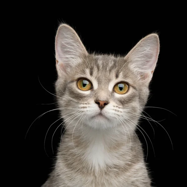 Cute Portrait Tabby Kitten Isolated Black Background — Stock Photo, Image