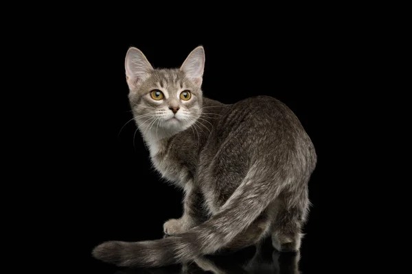 Cray Tabby Kitten Riacceso Sfondo Nero Isolato — Foto Stock
