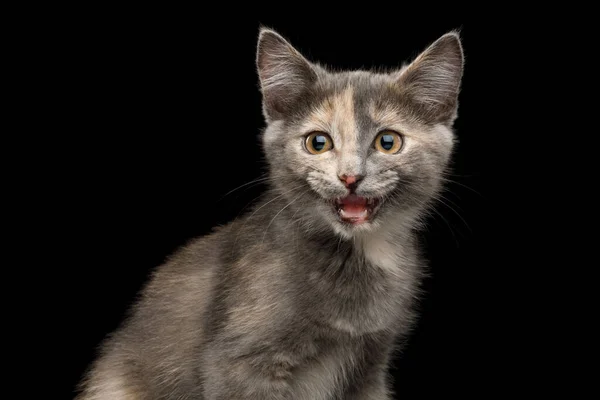 Portrait Meowing Tortoise Kitten Looking Camera Isolated Black Background — Stock Photo, Image