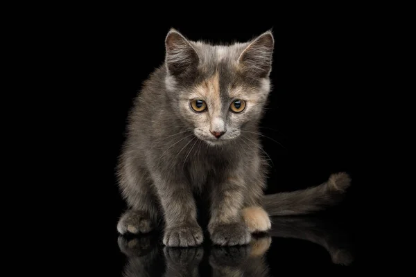 Cute Tortoise Kitten Sitting Looking Isolated Black Background — Stock Photo, Image