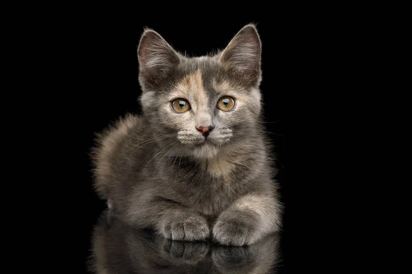 Gray Tortoise Kitten on Black Background — Stock Photo, Image