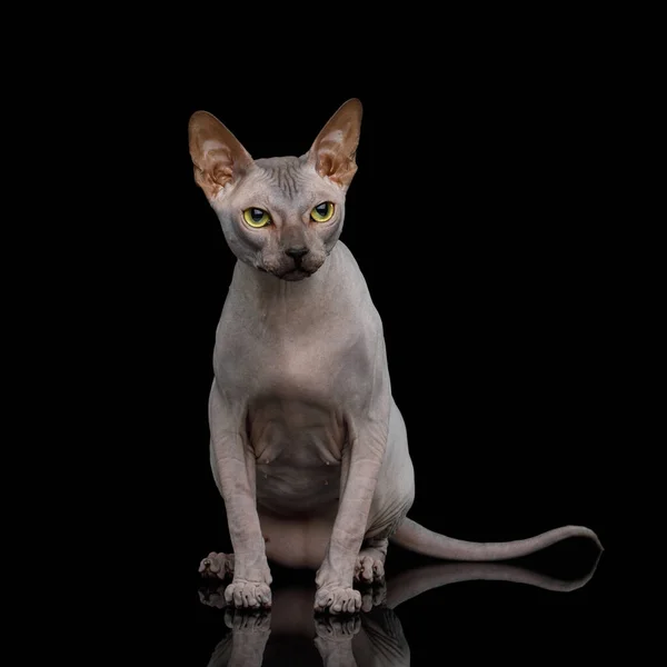 Sphynx Cat na odizolowanym czarnym tle — Zdjęcie stockowe