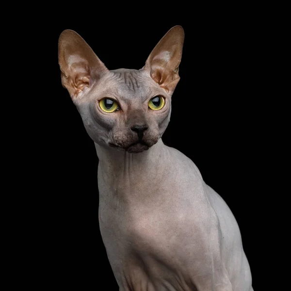 Sphynx Cat auf isoliertem schwarzen Hintergrund — Stockfoto