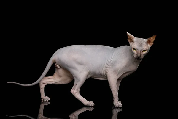 Sphynx Cat auf isoliertem schwarzen Hintergrund — Stockfoto