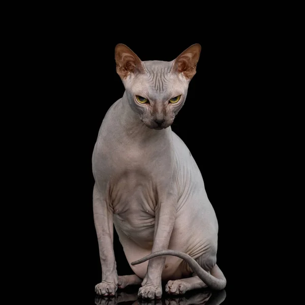 Sphynx Cat auf isoliertem schwarzen Hintergrund — Stockfoto