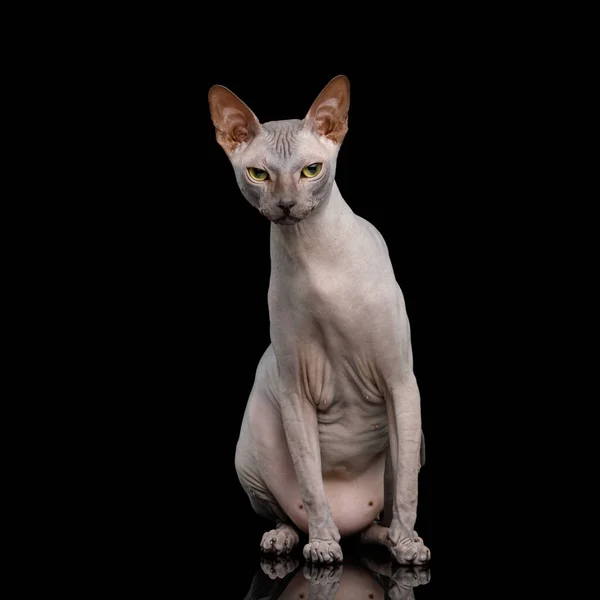 Sphynx kočka na izolovaném černém pozadí — Stock fotografie