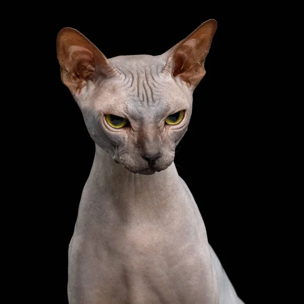 Sphynx Chat sur fond noir isolé — Photo