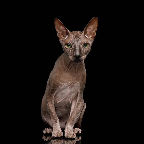 Sphynx Cat auf isoliertem schwarzen Hintergrund — Stockfoto
