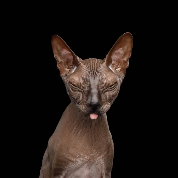 Sphynx Cat na odizolowanym czarnym tle — Zdjęcie stockowe