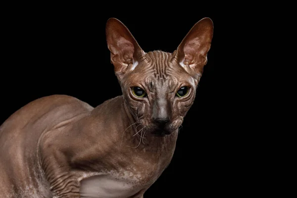 Sphynx Cat na odizolowanym czarnym tle — Zdjęcie stockowe