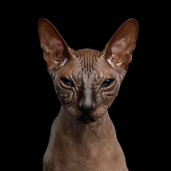 Sphynx Cat auf isoliertem schwarzen Hintergrund — Stockfoto