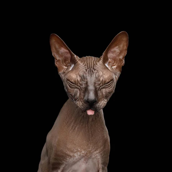 隔離された黒の背景のスフィンクス猫 ロイヤリティフリーのストック画像