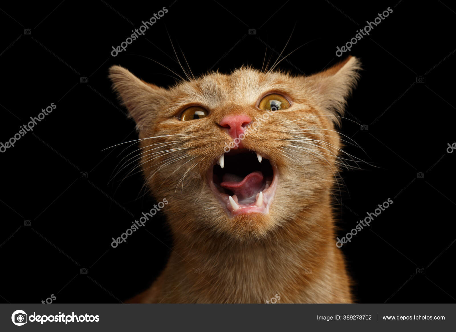 Portrait of Angry Bengal Cat Meowing on isolated Black Background