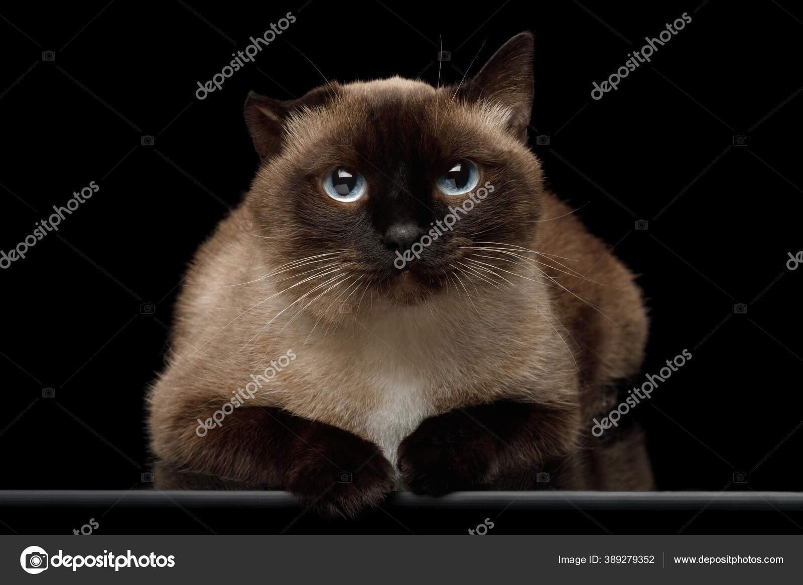 Portrait Siamese Cat Damaged Ear Otitis Gazing Isolated Black