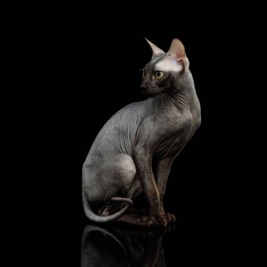 Sphynx Kedisi Oturan Meraklı Bakışlar Kara Arkaplanda, yan görünüm