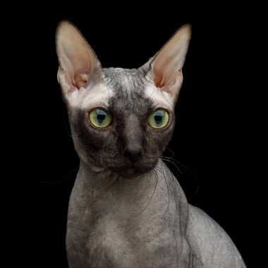 Sphynx Cat 'in Portresi Kara Arkaplanda İzole Edildi
