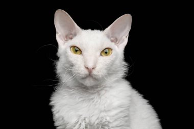 Dar gözlü Sphynx Cat 'in beyaz kürklü portresi Siyah Arkaplanda izole edilmiş kameraya bakıyor