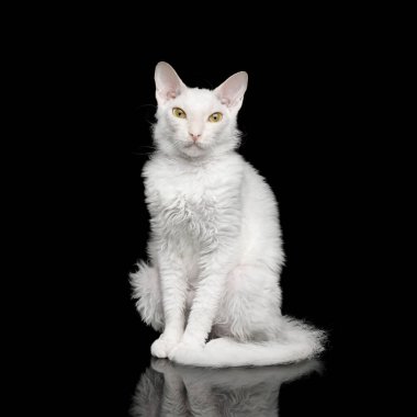 Kürklü Beyaz Sphynx Kedi Oturuyor ve Siyah Arkaplanda izole edilmiş kameraya bakıyor