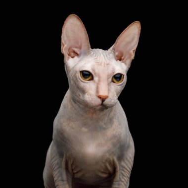 Pembe Sphynx Kedisinin Yakın plan Portresi Siyah Arkaplanda İzole Edildi