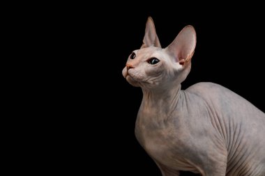 Sphynx Kedisinin Portresi Siyah Arkaplanda İzole Edildi, profil görünümü