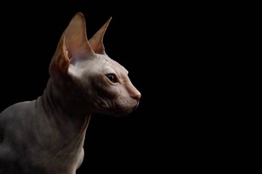 Sphynx Kedisinin Portresi Siyah Arkaplanda İzole Edildi, profil görünümü
