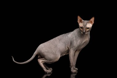 Sphynx Kedi Yürüyüşü ve Kamera Bakışı Siyah Arkaplan 'da izole edilmiş, yan görünüm
